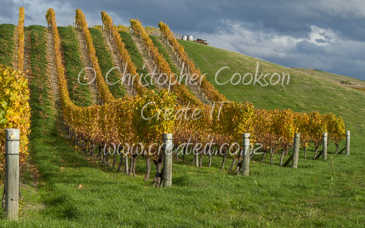 Autumn Vines